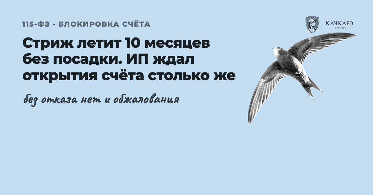Стриж летит 10 месяцев без посадки. ИП ждал открытия счёта столько же